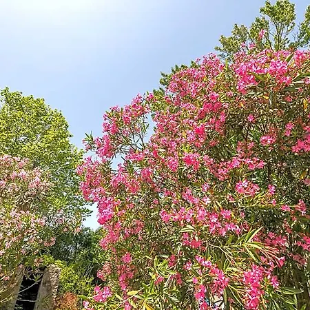 Bellevue Baiona